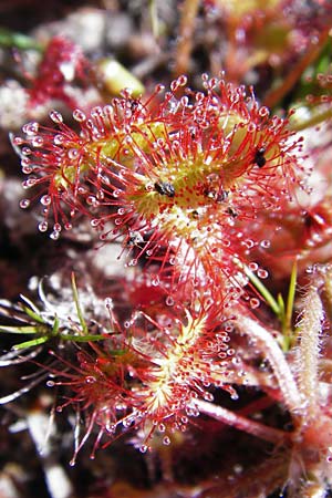 Drosera rotundifolia \ Rundblttriger Sonnentau / Round-Leaved Sundew, D Ober-Roden 17.6.2015