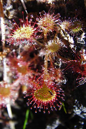 Drosera rotundifolia \ Rundblttriger Sonnentau / Round-Leaved Sundew, D Ober-Roden 17.6.2015