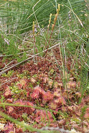 Drosera rotundifolia \ Rundblttriger Sonnentau / Round-Leaved Sundew, D Schwarzwald/Black-Forest, Unterstmatt 4.8.2016