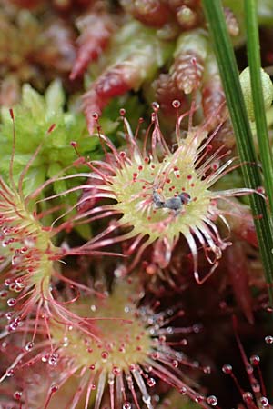 Drosera rotundifolia \ Rundblttriger Sonnentau / Round-Leaved Sundew, D Schwarzwald/Black-Forest, Unterstmatt 4.8.2016