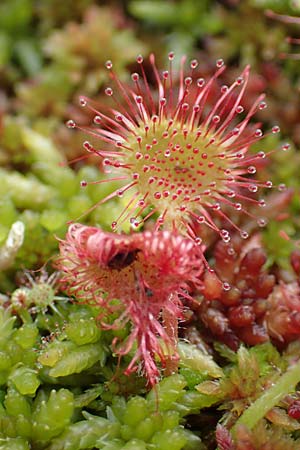 Drosera rotundifolia \ Rundblttriger Sonnentau / Round-Leaved Sundew, D Schwarzwald/Black-Forest, Unterstmatt 4.8.2016