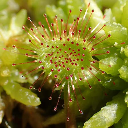 Drosera rotundifolia \ Rundblttriger Sonnentau / Round-Leaved Sundew, D Olfen 19.8.2017