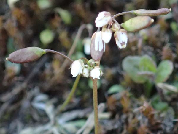 Draba verna agg. \ Frhlings-Hungerblmchen / Common Whitlowgrass, D Mannheim-Rheinau 2.3.2022