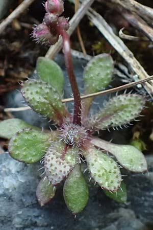 Draba verna agg. \ Frhlings-Hungerblmchen / Common Whitlowgrass, D Mannheim-Rheinau 2.3.2022