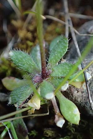 Draba verna agg. \ Frhlings-Hungerblmchen / Common Whitlowgrass, D Mannheim-Rheinau 2.3.2022
