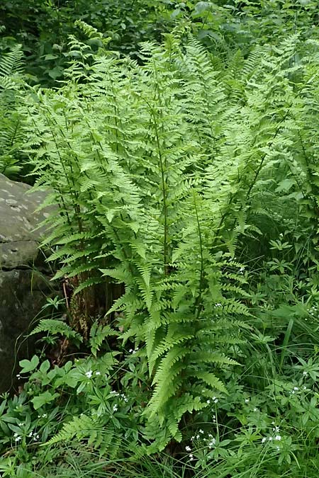Dryopteris remota \ Entferntfiedriger Wurmfarn / Scaly Buckler Fern, D Botan. Gar.  Universit.  Ulm 26.5.2025