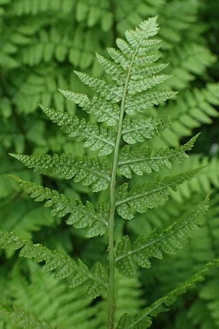 Dryopteris remota \ Entferntfiedriger Wurmfarn / Scaly Buckler Fern, D Botan. Gar.  Universit.  Ulm 26.5.2025