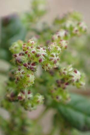 Dysphania schraderiana \ Schraders Drsengnsefu / Schrader's Goosefoot, D Mannheim 20.9.2015