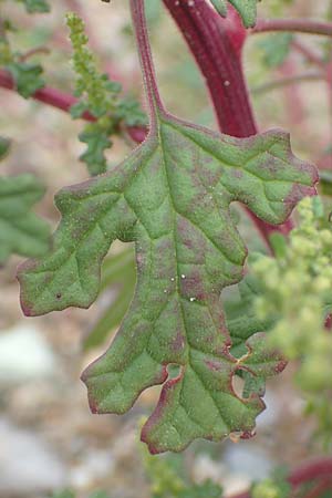 Dysphania schraderiana \ Schraders Drsengnsefu / Schrader's Goosefoot, D Mannheim 20.9.2015