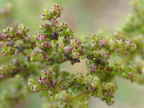 Dysphania schraderiana \ Schraders Drsengnsefu / Schrader's Goosefoot, D Mannheim 20.9.2015