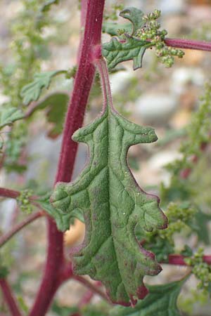 Dysphania schraderiana \ Schraders Drsengnsefu / Schrader's Goosefoot, D Mannheim 20.9.2015