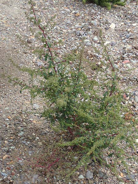 Dysphania schraderiana \ Schraders Drsengnsefu / Schrader's Goosefoot, D Mannheim 20.9.2015