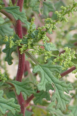 Dysphania schraderiana \ Schraders Drsengnsefu / Schrader's Goosefoot, D Mannheim 20.9.2015