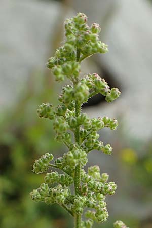 Dysphania schraderiana \ Schraders Drsengnsefu / Schrader's Goosefoot, D Mannheim 20.9.2015