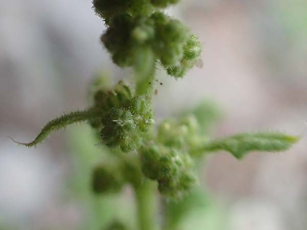 Dysphania schraderiana \ Schraders Drsengnsefu / Schrader's Goosefoot, D Mannheim 23.9.2015