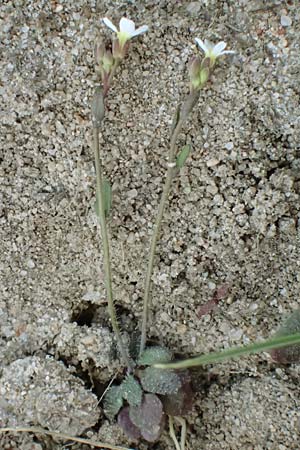Draba spathulata \ Rundfrchtiges Hungerblmchen / Pound-Podded Whitlowgrass, D Viernheim 7.4.2020