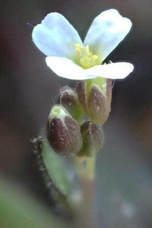 Draba spathulata \ Rundfrchtiges Hungerblmchen / Pound-Podded Whitlowgrass, D Viernheim 7.4.2020