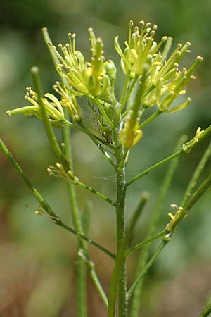 Descurainia sophia \ Besen-Rauke / Flixweed, Tansy Mustard, D Mannheim 13.5.2021