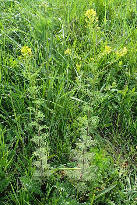 Descurainia sophia \ Besen-Rauke / Flixweed, Tansy Mustard, D Neuleiningen 15.5.2021