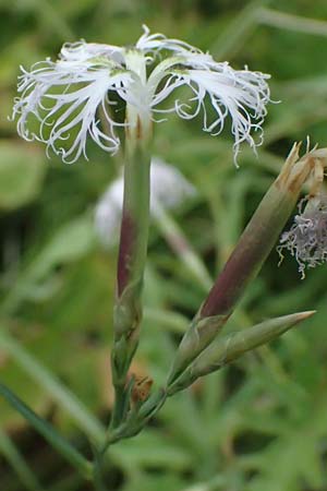 Dianthus superbus subsp. superbus \ Gewhnliche Prachtnelke / Superb Pink, Large Pink, D Pfalz,  Dannstadt 20.7.2023