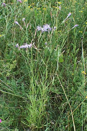 Dianthus superbus subsp. superbus \ Gewhnliche Prachtnelke / Superb Pink, Large Pink, D Pfalz,  Dannstadt 20.7.2023