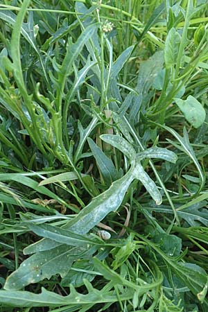 Diplotaxis tenuifolia \ Schmalblttriger Doppelsame, Ruccola / Perennial Wall Rocket, D Mannheim 9.5.2016