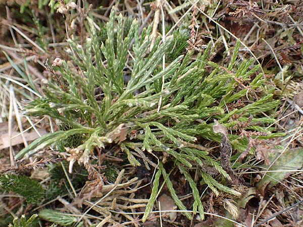 Diphasiastrum tristachyum \ Zypressen-Flach-Brlapp / Cypress Clubmoss, D Odenwald, Beerfelden 18.2.2017