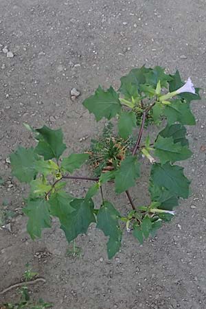 Datura stramonium var. tatula \ Blauer Stechapfel / Purple Thorn Apple, D Mannheim 14.9.2025 Datura stramonium var. tatula \ Blauer Stechapfel / Purple Thorn Apple, D Mannheim 14.9.2025