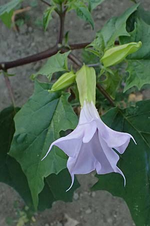 Datura stramonium var. tatula \ Blauer Stechapfel / Purple Thorn Apple, D Mannheim 14.9.2025 Datura stramonium var. tatula \ Blauer Stechapfel / Purple Thorn Apple, D Mannheim 14.9.2025
