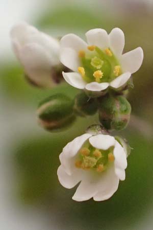 Draba praecox \ Frhes Hungerblmchen / Early Whitlowgrass, D Mannheim 8.3.2019