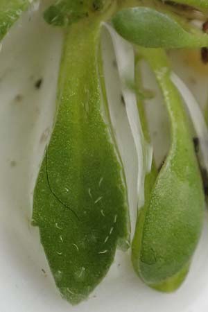 Draba praecox \ Frhes Hungerblmchen / Early Whitlowgrass, D Mannheim 8.3.2019