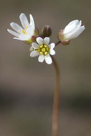 Draba verna agg., Frühlings-Hungerblümchen