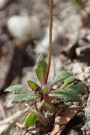 Draba verna agg. \ Frhlings-Hungerblmchen / Common Whitlowgrass, D Mannheim 1.3.2022