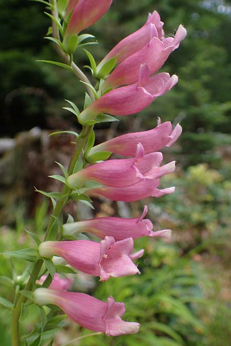 Digitalis lutea x purpurea, Hybrid Foxgloves Digitalis lutea x purpurea, Hybrid Foxgloves