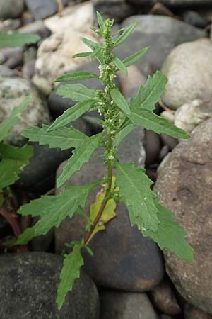 Dysphania ambrosioides \ Wohlriechender Drsengnsefu, Jesuiten-Tee / West-Indian Goosefoot, Mexican Tea, D Weißenthurm-Kaltenengers 27.9.2017