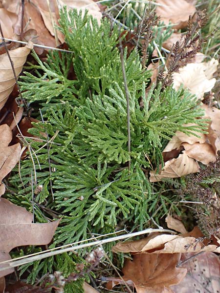 Diphasiastrum zeilleri \ Zeillers Flach-Brlapp / Zeiller's Running-Pine, D Odenwald, Beerfelden 18.2.2017