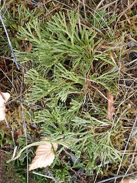 Diphasiastrum zeilleri \ Zeillers Flach-Brlapp / Zeiller's Running-Pine, D Odenwald, Beerfelden 18.2.2017