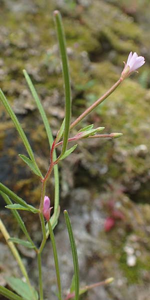 Epilobium obscurum \ Dunkelgrnes Weidenrschen / Dark-Green Willowherb, Short-Fruited Willowherb, D Schwarzwald/Black-Forest, Bad Rippoldsau 3.8.2016