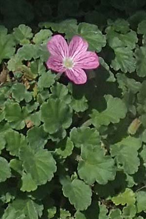 Erodium reichardii \ Balearen-Reiherschnabel / Balearic Stork's-Bill, Fairy Heron's-Bill, D Frankfurt Palmengarten 21.4.2019
