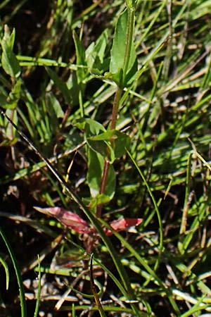 Epilobium tetragonum \ Vierkantiges Weidenrschen / Square-Stalked Willowherb, D Hunsrück, Börfink 18.7.2022