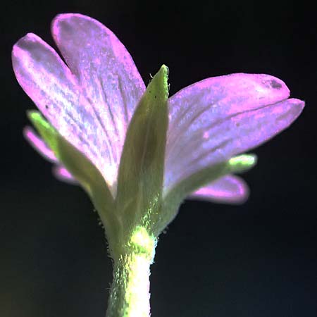 Epilobium tetragonum \ Vierkantiges Weidenr�schen / Square-Stalked Willowherb, D Neustadt am Main 28.6.2026