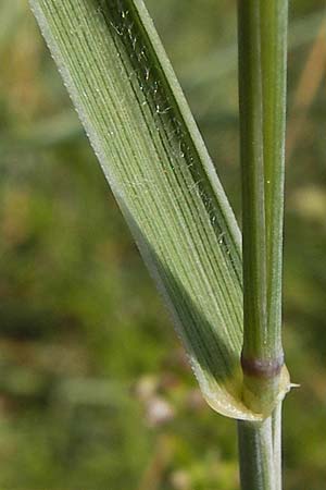 Elymus arenosus \ Sand-Quecke / Couch, D Mainz 30.6.2012
