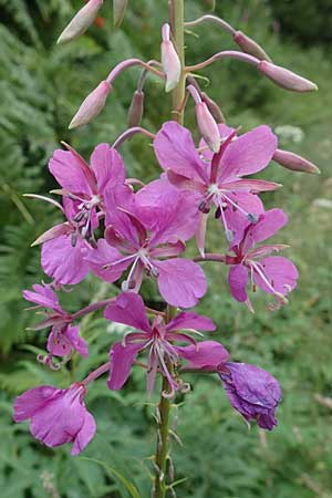 Epilobium angustifolium \ Schmalblttriges Weidenrschen / Rosebay Willowherb, D Schwarzwald/Black-Forest, Hornisgrinde 5.8.2015