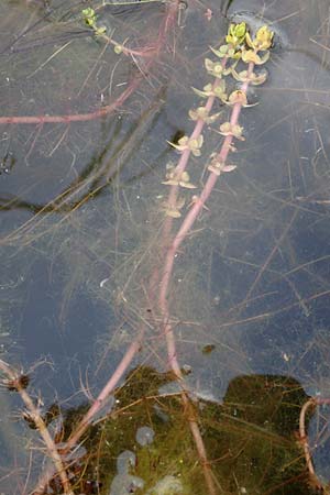 Elatine alsinastrum \ Quirl-Tnnel / Whorled Waterwort, D Neustadt an der Aisch 2.10.2016