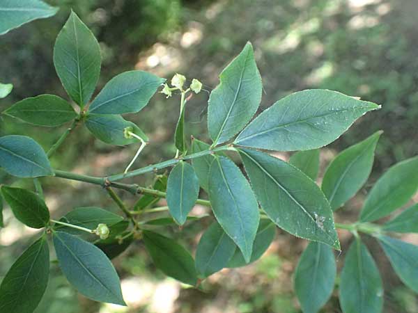 Euonymus alatus \ Gefl�gelter Spindelstrauch, Kork-Fl�gelstrauch / Winged Spindle, Burning Bush, D Botan. Gar. Krefeld 13.6.2019