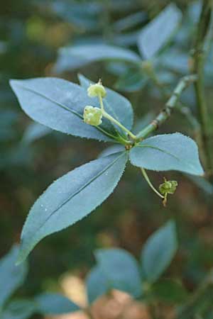 Euonymus alatus \ Gefl�gelter Spindelstrauch, Kork-Fl�gelstrauch / Winged Spindle, Burning Bush, D Botan. Gar. Krefeld 13.6.2019