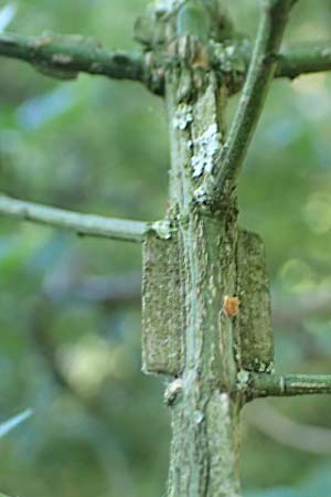 Euonymus alatus \ Gefl�gelter Spindelstrauch, Kork-Fl�gelstrauch / Winged Spindle, Burning Bush, D Botan. Gar. Krefeld 13.6.2019