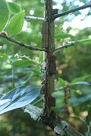 Euonymus alatus \ Gefl�gelter Spindelstrauch, Kork-Fl�gelstrauch / Winged Spindle, Burning Bush, D Botan. Gar. Krefeld 13.6.2019