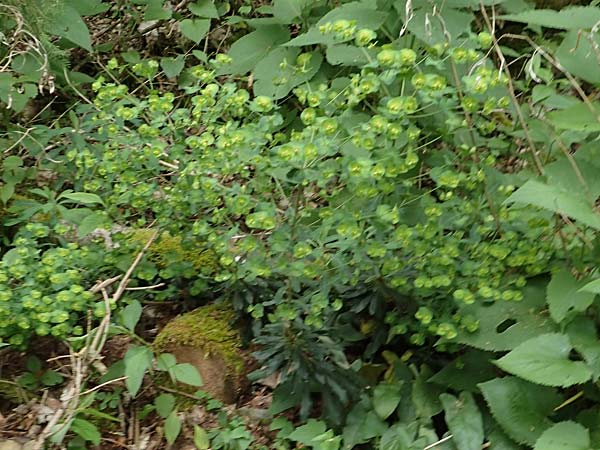 Euphorbia amygdaloides \ Mandelblttrige Wolfsmilch / Mediterranean Spurge, D Simmerath-Erkensruhr 9.6.2020