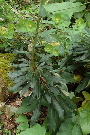 Euphorbia amygdaloides \ Mandelblttrige Wolfsmilch / Mediterranean Spurge, D Simmerath-Erkensruhr 9.6.2020
